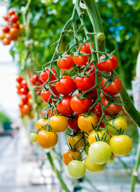 Beautiful red ripe tomatoes grown in a greenhouse. Beautiful background